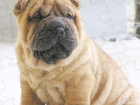 mordka, Shar Pei