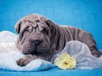 Shar Pei, Pies, Kwiatek