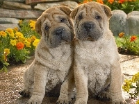 Szczeniaki, Shar Pei