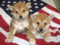 Shiba inu, dwa, flaga USA