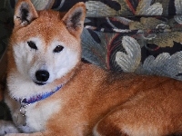 Shiba inu, śliczny, obroża