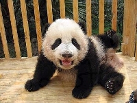 Siano, Kojec, Panda