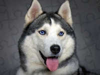 Siberian Husky