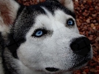 Siberian Husky