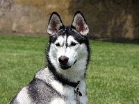 Siberian Husky