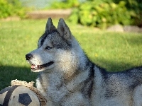 Husky, Siberian, Piłka