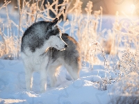 Zima, Siberian husky, Pies, Rośliny