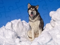 Siberian Husky, Piesek, Śnieg