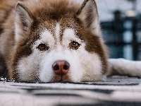 Piesek, Siberian Husky