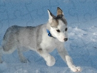 Śnieg, Piesek, Szczeniak, Siberian Husky