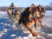 Siberian Husky, Psy, Zaprzęg