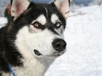 pysk, Siberian Husky