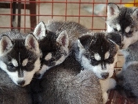 Szczeniaki, Siberian Husky