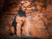 Airedale terrier, Pies, Siedzący