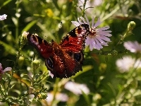 Motyl, Siedzący , Astry