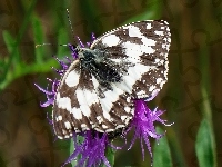 Motyl, Siedzący, Skrzydła