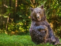 Niedźwiedź, Siedzący, Łąka