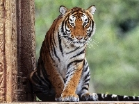 Siedzący, Tygrys