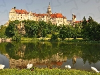 Sigmaringen, Łabędzie, Niemcy, Zamek, Jezioro