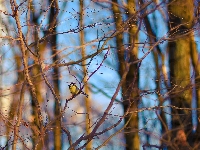 Sikorka, Drzewa, Gałęzie