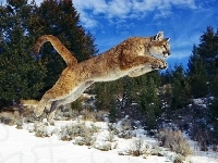 Skacząca, Puma