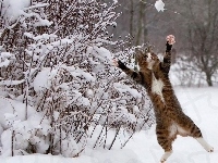 Skaczący, Zima, Śnieg, Kot