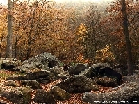 Las, Skała, Jesień