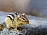 Mały, Skała, Chipmunk