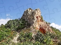 Skała, Roślinność