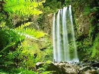 Wodospad, Skała, Paprocie