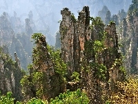 Drzewa, Skały, Krzewy