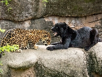 Skały, Pantera, Jaguar