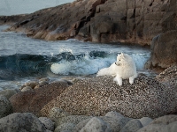 Morze, Skały, Kamienie, Samojed, Pies