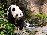 Krzewy, Panda, Potok, Skały