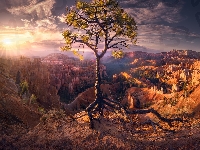 Sosna, Utah, Stany Zjednoczone, Park Narodowy Bryce Canyon, Skały, Promienie, Chmury, Drzewo, Wschód słońca