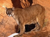 Skały, Puma