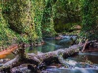 Uschnięty, Szkocja, Rzeka Carnock Burn, Zieleń, Skały, Wąwóz Finnich Glen, Pień