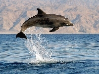 Skok, Morze, Delfin, Zdjęcie