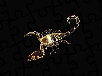 Skorpion, Grafika