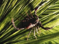 Skorpion, Listki