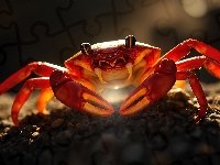 Skorupiak, Czerwony, Krab