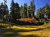 Lasu, Skraj, Polana