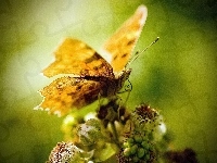 Skrzydełka, Żółty, Motyl, Kwiat