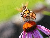 Skrzydła, Jeżówka, Kolorowy, Motyl, Owad