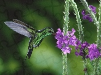 Skrzydła, Koliber, Ptak, Kwiaty