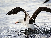 Skrzydła, Albatros, Rozłożone, Woda