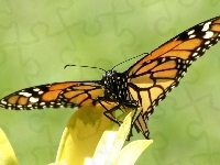 Skrzydła, Pięknie, Rozłożone, Motyla