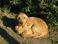 skulony, Basset Fauve de Bretagne