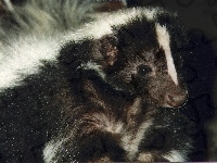 Skunks, Czarno, Biały, Zwyczajny