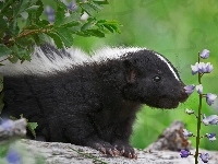 Skunks, Kwiaty